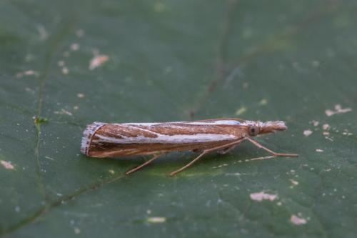 Réf. 266 366 : Catoptria fulgidella
